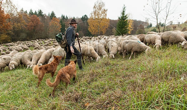 080796 Schaefer, Altdeutsche Huetehunde und Merino Schafe, Schafherde