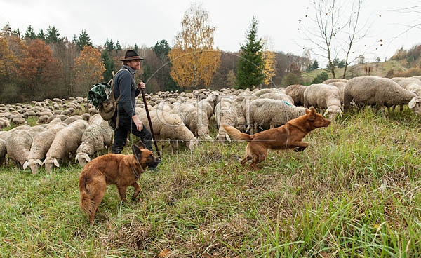080797 Schaefer, Altdeutsche Huetehunde und Merino Schafe, Schafherde