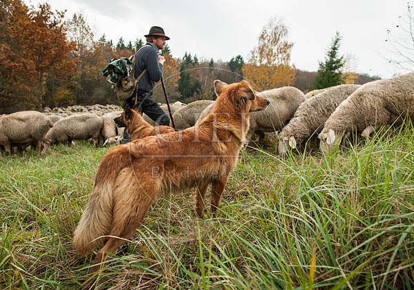 080798 Schaefer, Altdeutsche Huetehunde und Merino Schafe, Schafherde