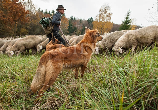 080799 Schaefer, Altdeutsche Huetehunde und Merino Schafe, Schafherde