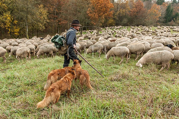 080800 Schaefer, Altdeutsche Huetehunde und Merino Schafe, Schafherde