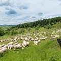 096814 Schafherde, Merino Schafe