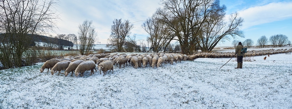 097477 Schaefer, Altdeutsche Huetehunde und Merino Schafe, Schafherde