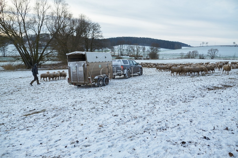 097481 Schaefer und Merino Schafe, Schafherde