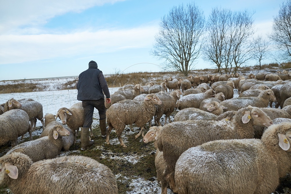 097483 Schaefer und Merino Schafe, Schafherde
