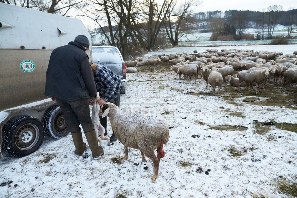 097486 Schaefer und Merino Schafe, Schafherde