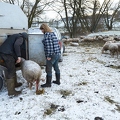 097487 Schaefer und Merino Schafe, Schafherde
