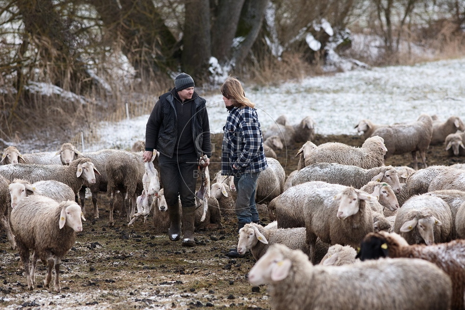 097490 Schaefer und Merino Schafe, Schafherde