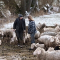 097490 Schaefer und Merino Schafe, Schafherde