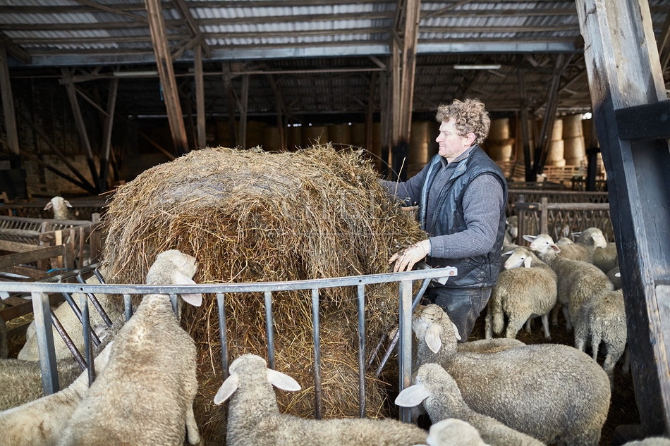 097507 Schaefer, Merino Schafe im Stall