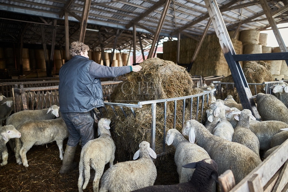 097508 Schaefer, Merino Schafe im Stall