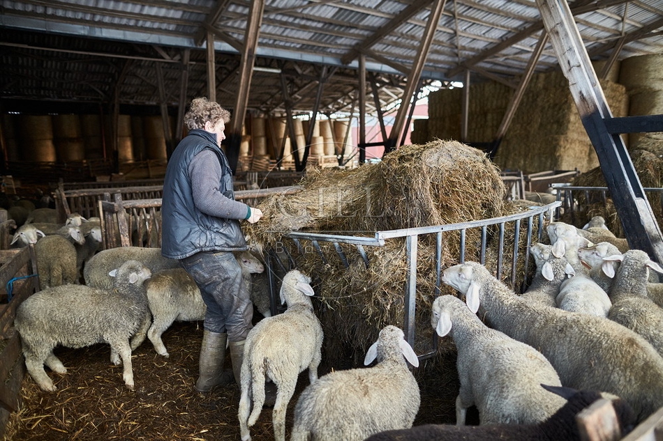 097510 Schaefer, Merino Schafe im Stall