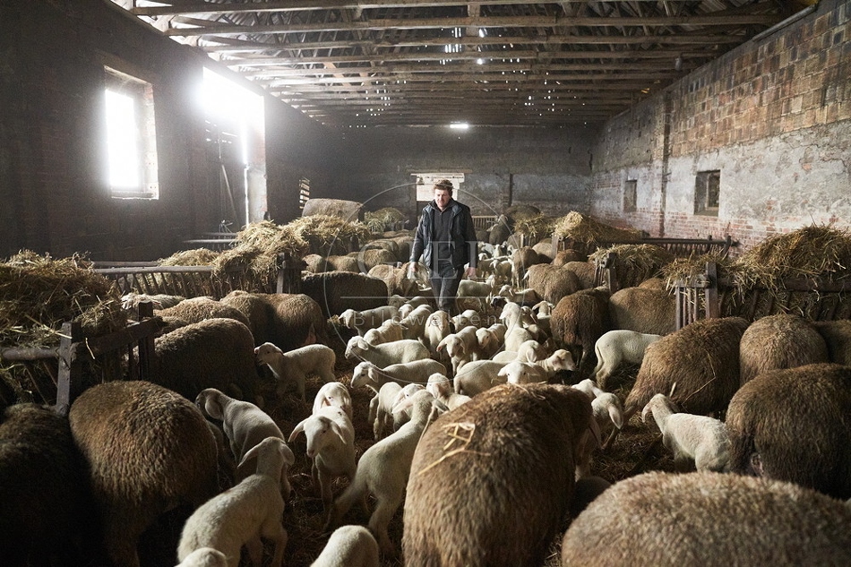 097512 Schaefer, Merino Schafe im Stall
