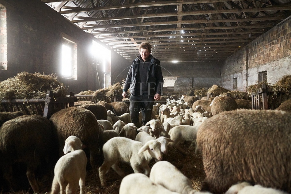 097513 Schaefer, Merino Schafe im Stall