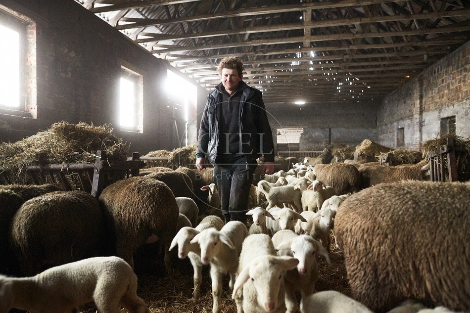 097514 Schaefer, Merino Schafe im Stall