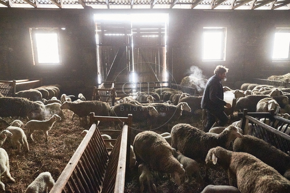 097515 Schaefer, Merino Schafe im Stall