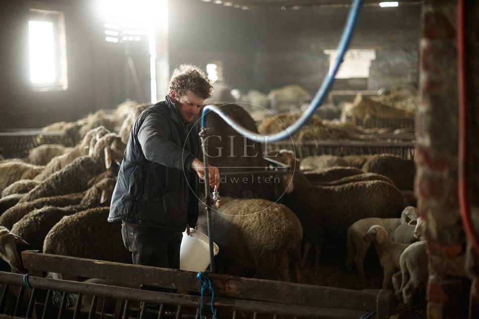 097516 Schaefer, Merino Schafe im Stall