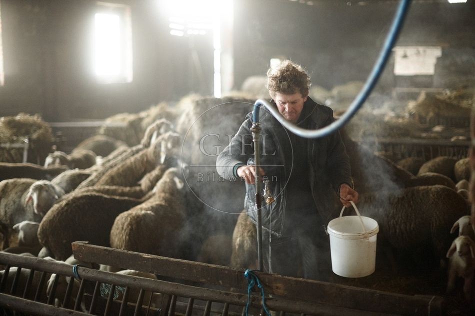 097517 Schaefer, Merino Schafe im Stall