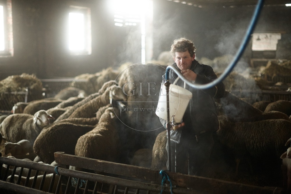 097520 Schaefer, Merino Schafe im Stall