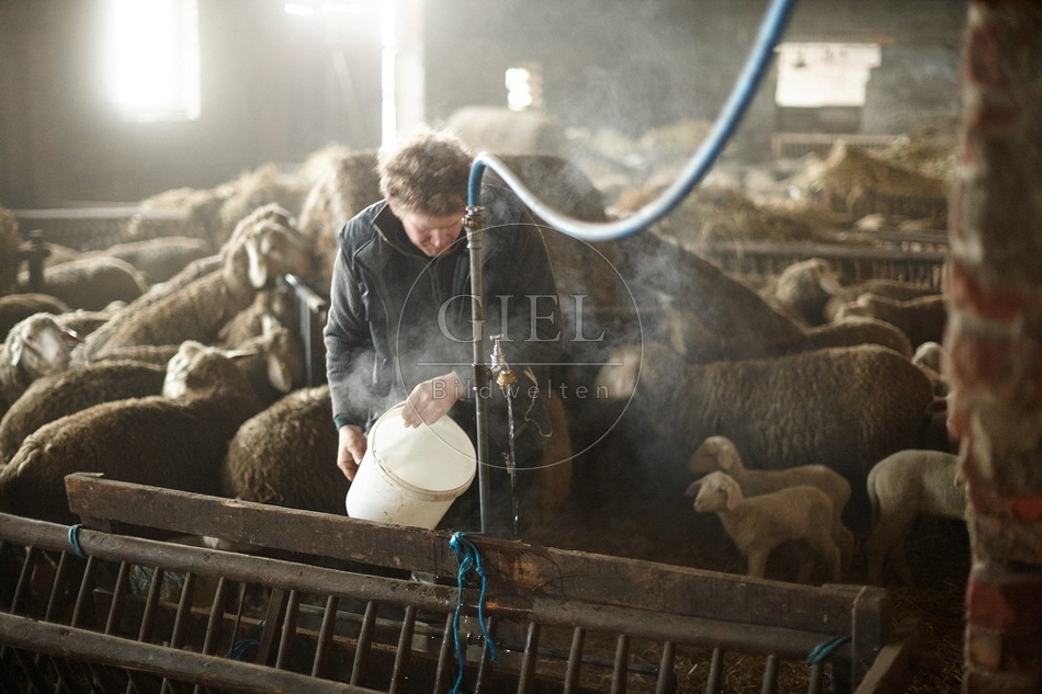 097521 Schaefer, Merino Schafe im Stall