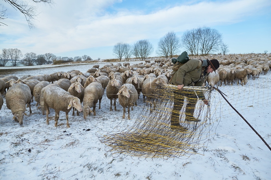 097525 Schaefer, Altdeutsche Huetehunde und Merino Schafe
