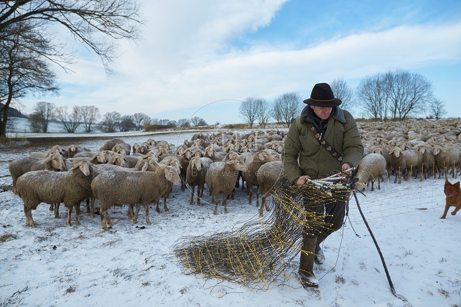 097526 Schaefer, Altdeutsche Huetehunde und Merino Schafe