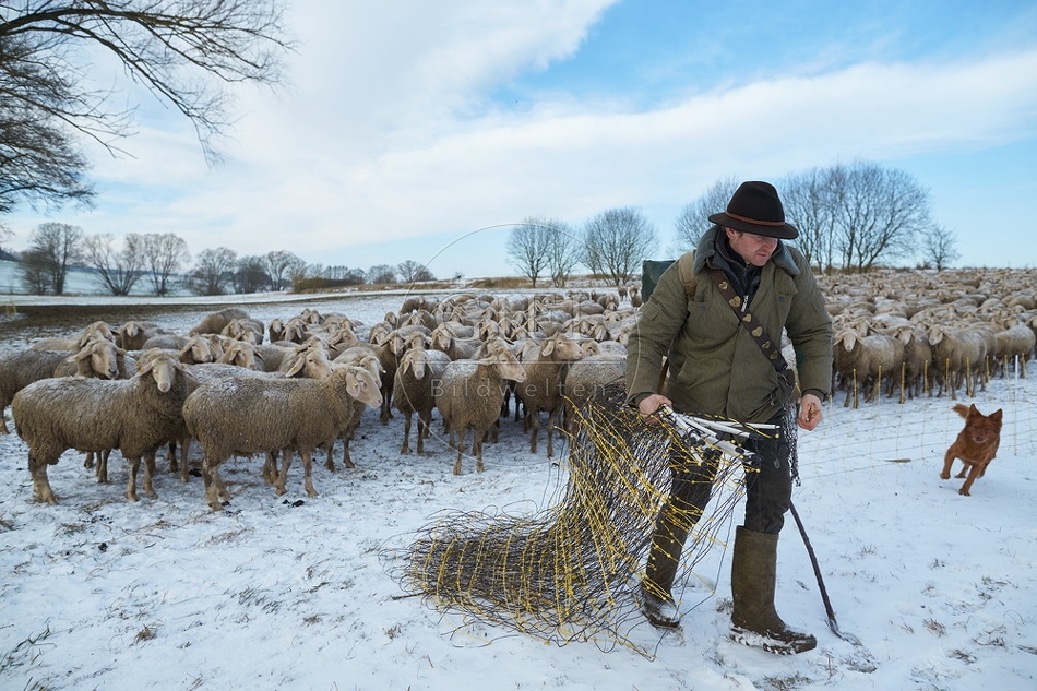 097527 Schaefer, Altdeutsche Huetehunde und Merino Schafe