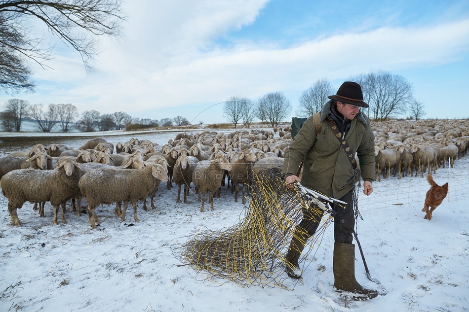 097528 Schaefer, Altdeutsche Huetehunde und Merino Schafe