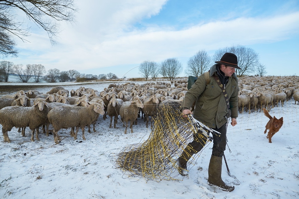 097529 Schaefer, Altdeutsche Huetehunde und Merino Schafe