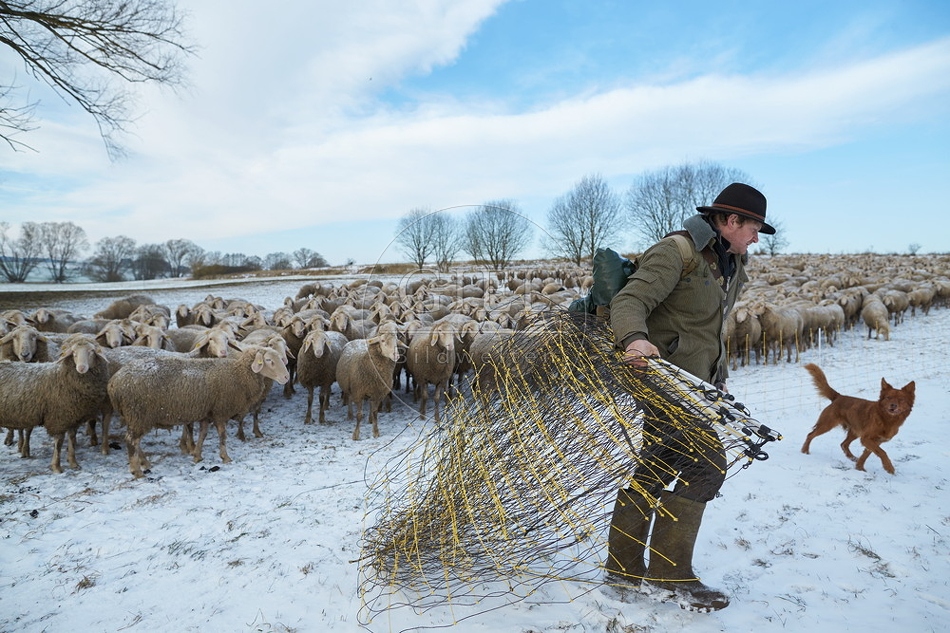097530 Schaefer, Altdeutsche Huetehunde und Merino Schafe