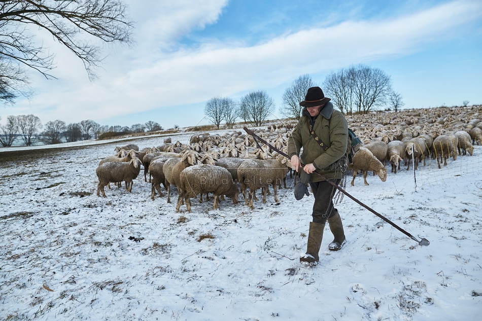 097531 Schaefer, Altdeutsche Huetehunde und Merino Schafe