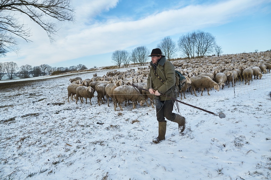 097532 Schaefer, Altdeutsche Huetehunde und Merino Schafe