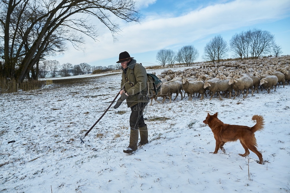 097533 Schaefer, Altdeutsche Huetehunde und Merino Schafe