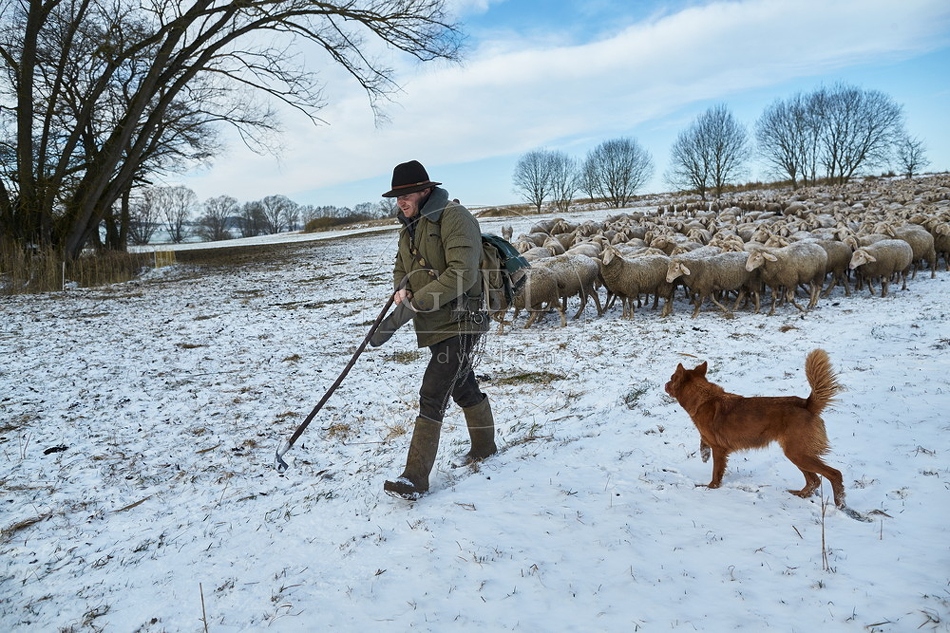 097534 Schaefer, Altdeutsche Huetehunde und Merino Schafe