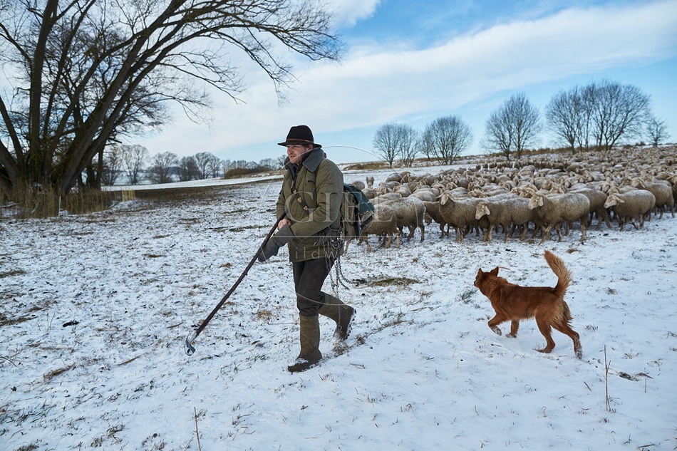 097535 Schaefer, Altdeutsche Huetehunde und Merino Schafe