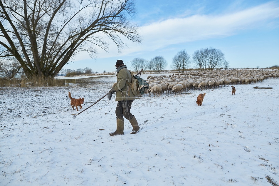 097536 Schaefer, Altdeutsche Huetehunde und Merino Schafe