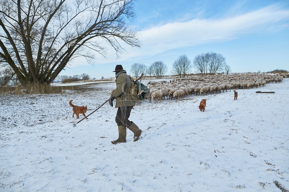 097537 Schaefer, Altdeutsche Huetehunde und Merino Schafe
