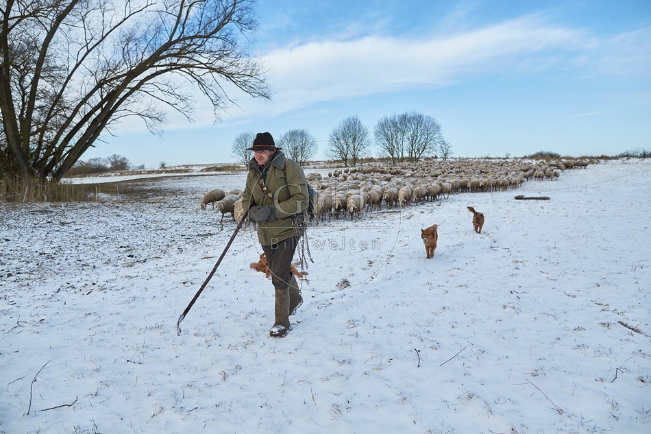 097538 Schaefer, Altdeutsche Huetehunde und Merino Schafe