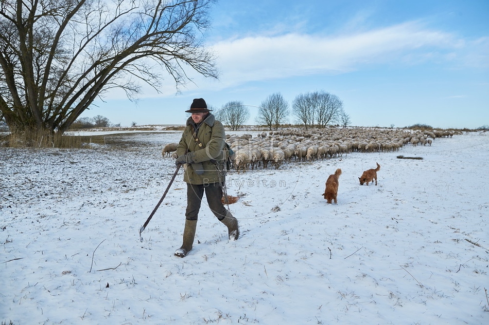 097539 Schaefer, Altdeutsche Huetehunde und Merino Schafe