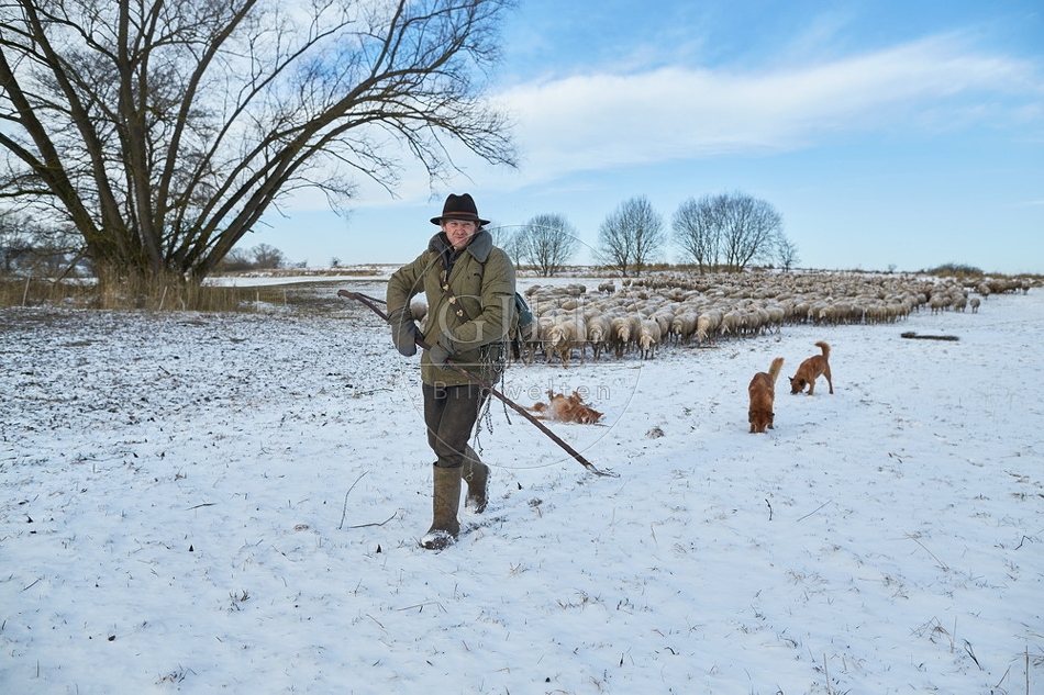 097540 Schaefer, Altdeutsche Huetehunde und Merino Schafe