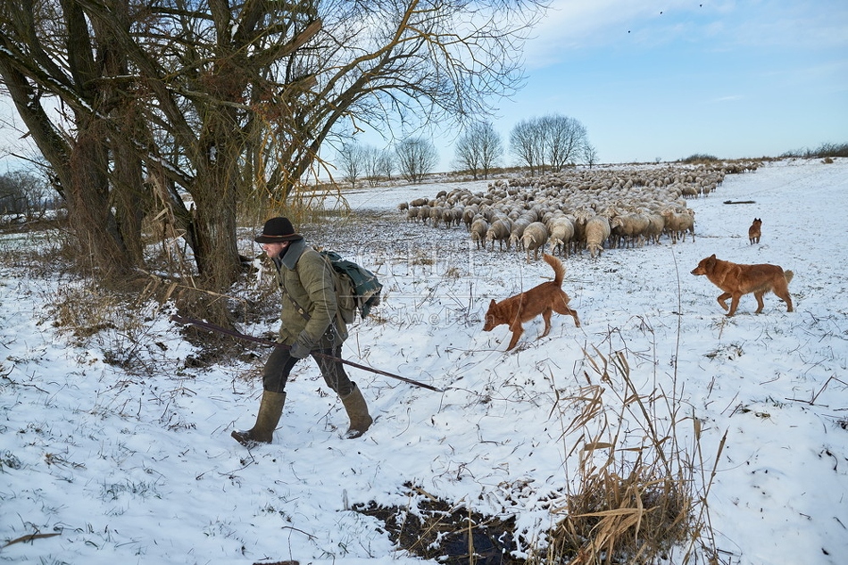 097541 Schaefer, Altdeutsche Huetehunde und Merino Schafe