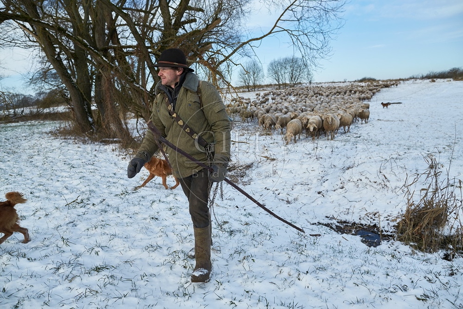 097542 Schaefer, Altdeutsche Huetehunde und Merino Schafe