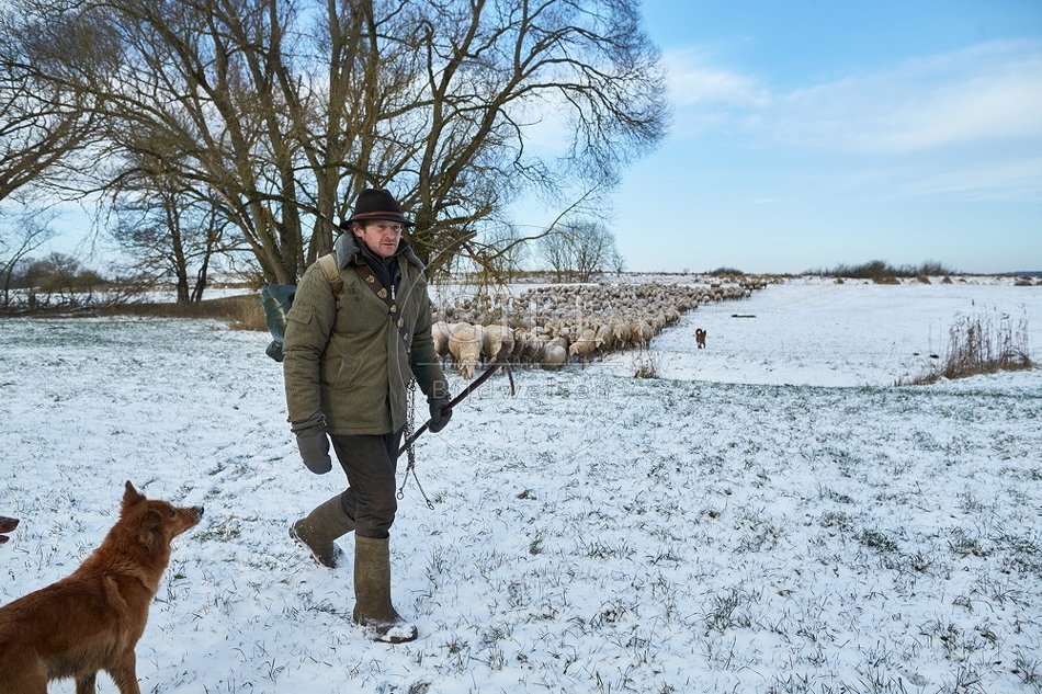097543 Schaefer, Altdeutsche Huetehunde und Merino Schafe