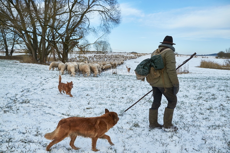 097544 Schaefer, Altdeutsche Huetehunde und Merino Schafe