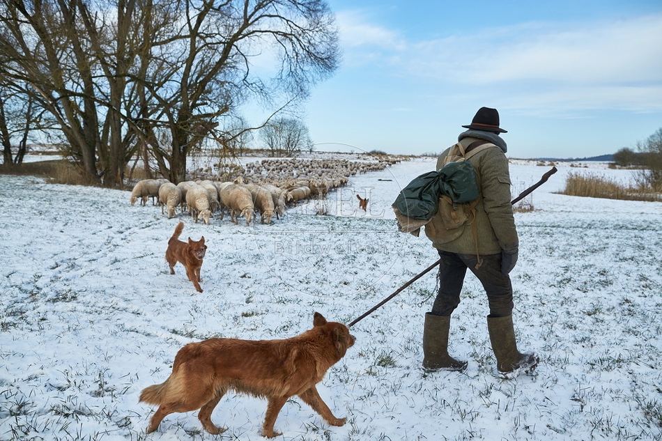 097545 Schaefer, Altdeutsche Huetehunde und Merino Schafe