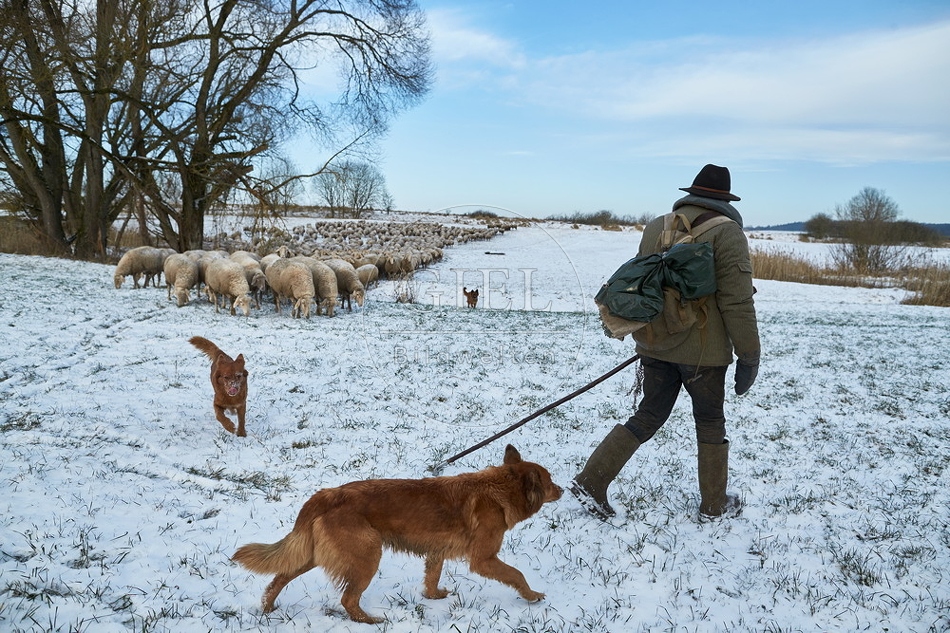 097546 Schaefer, Altdeutsche Huetehunde und Merino Schafe