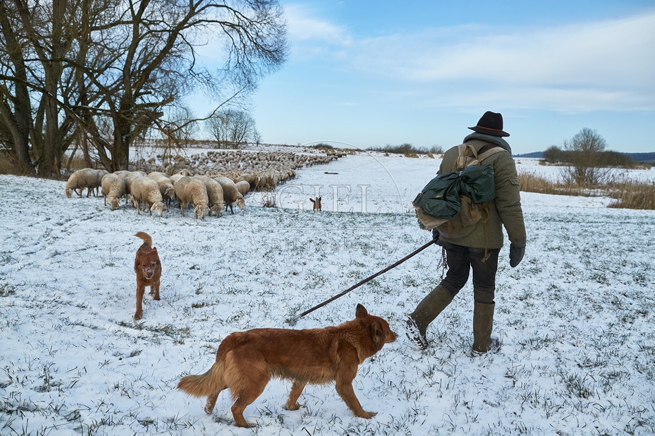 097547 Schaefer, Altdeutsche Huetehunde und Merino Schafe