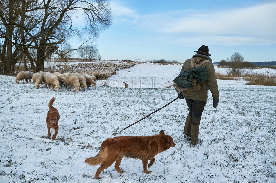 097548 Schaefer, Altdeutsche Huetehunde und Merino Schafe