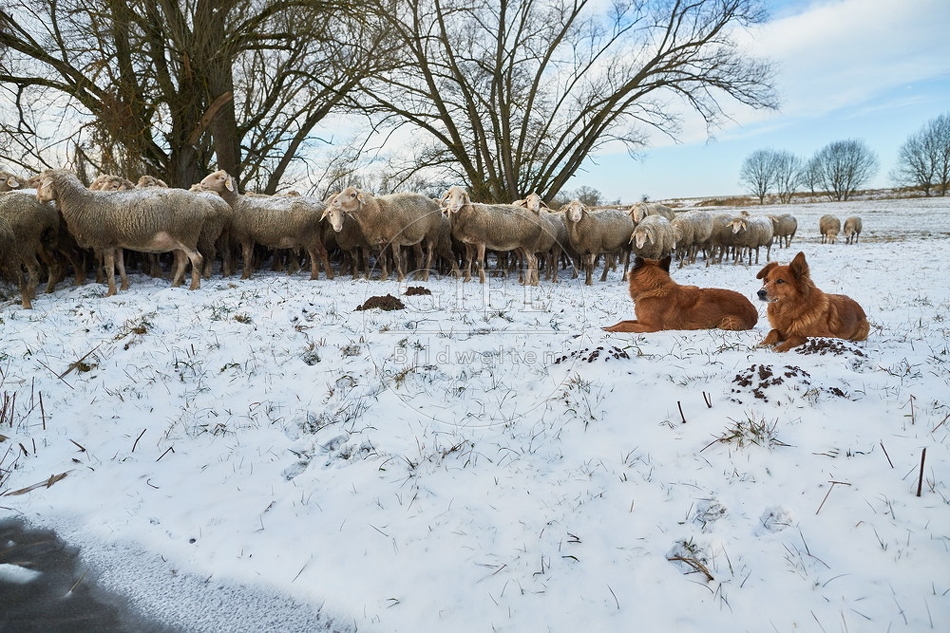097549 Schaefer, Altdeutsche Huetehunde und Merino Schafe