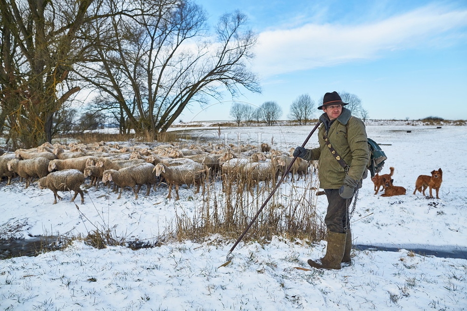 097551 Schaefer, Altdeutsche Huetehunde und Merino Schafe